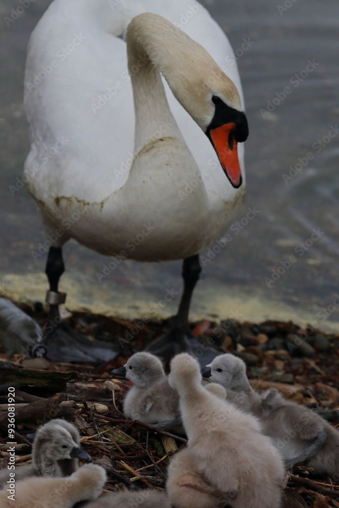 Obraz premium mute swan