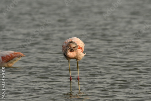 flamingo in the water