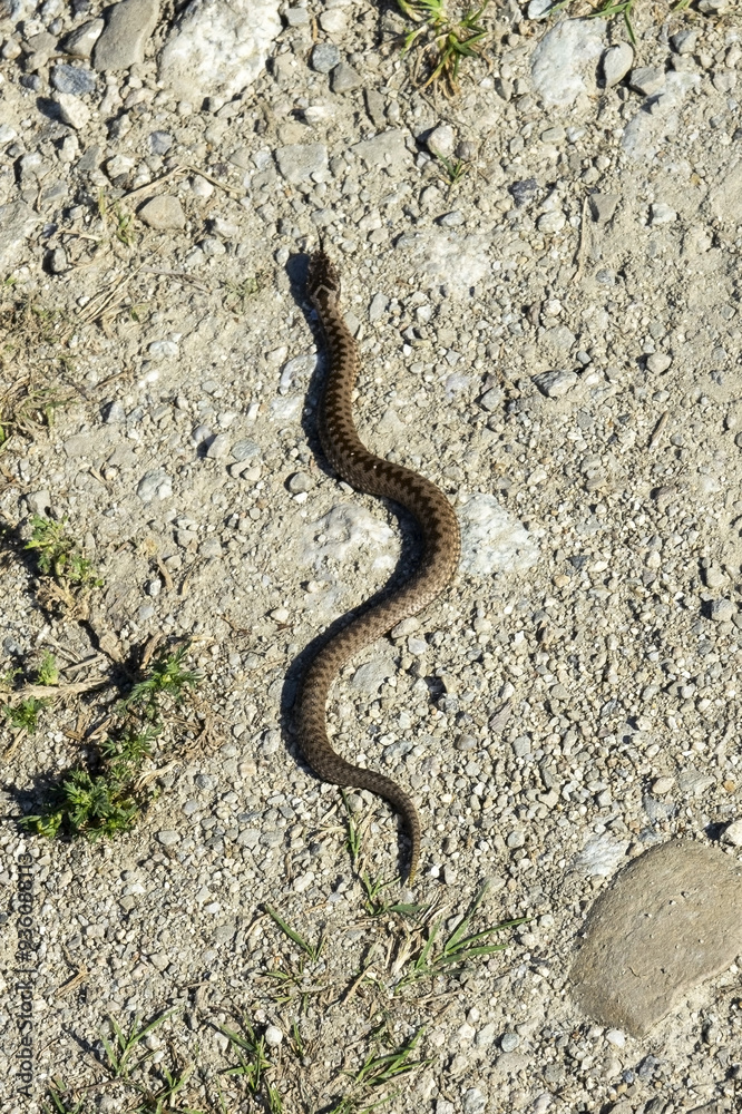 Vipera berus, also known as the common European adder Vipera berus, also known as the common European adder