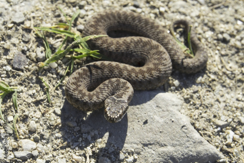 Vipera berus, also known as the common European adder photo