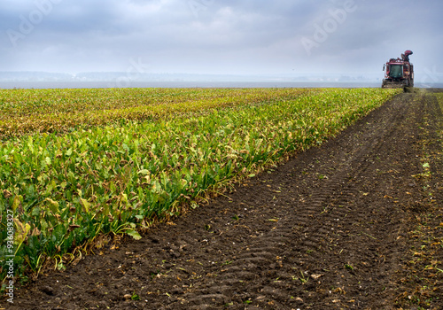 Harvesting beets, harvester for harvesting beets, harvest time