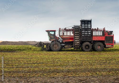 beet harvester with escalator loading in the process of harvesting in the fie...