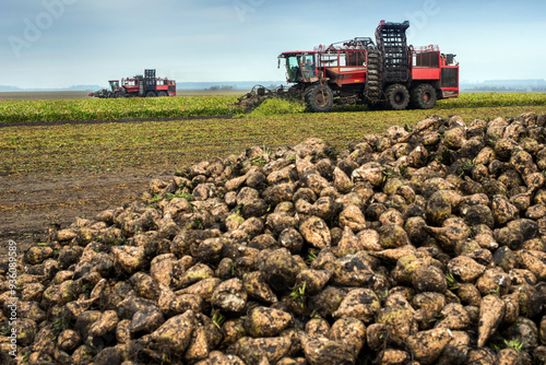 two beet harvesters in the process and heap of beets