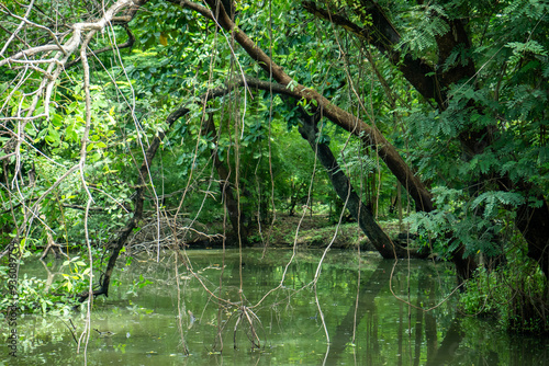 Lots of green water in the forest