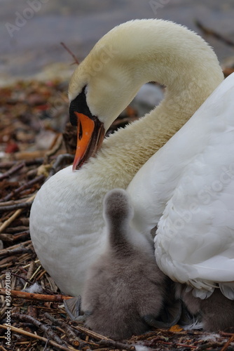 mute swan photo