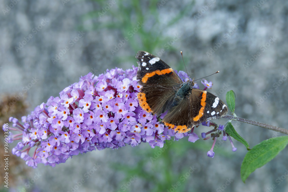 Red admiral butterfly (Vanessa Atalanta) perched on summer lilac in Zurich, Switzerland Red admiral butterfly (Vanessa Atalanta) perched on summer lilac in Zurich, Switzerland