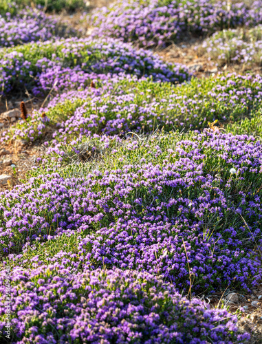 Purple flowering wild thyme in late spring in Sicily. Wild Thyme