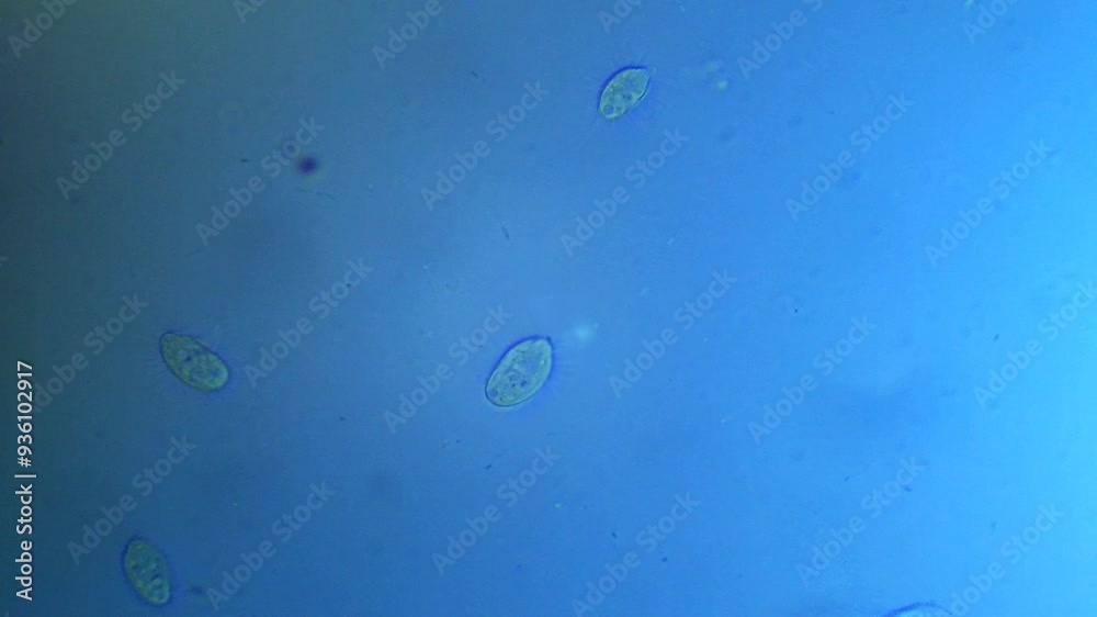 Micro organism Ciliates floating in water - magnification 40x Micro organism Ciliates floating in water - magnification 40x