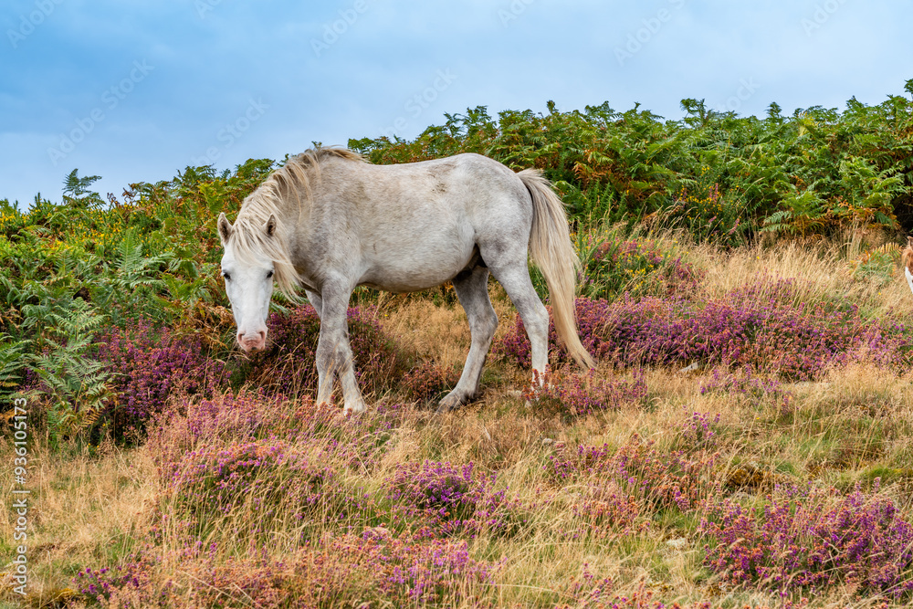 Obraz premium Conwy Mountain with the wild welsh ponies and heather out