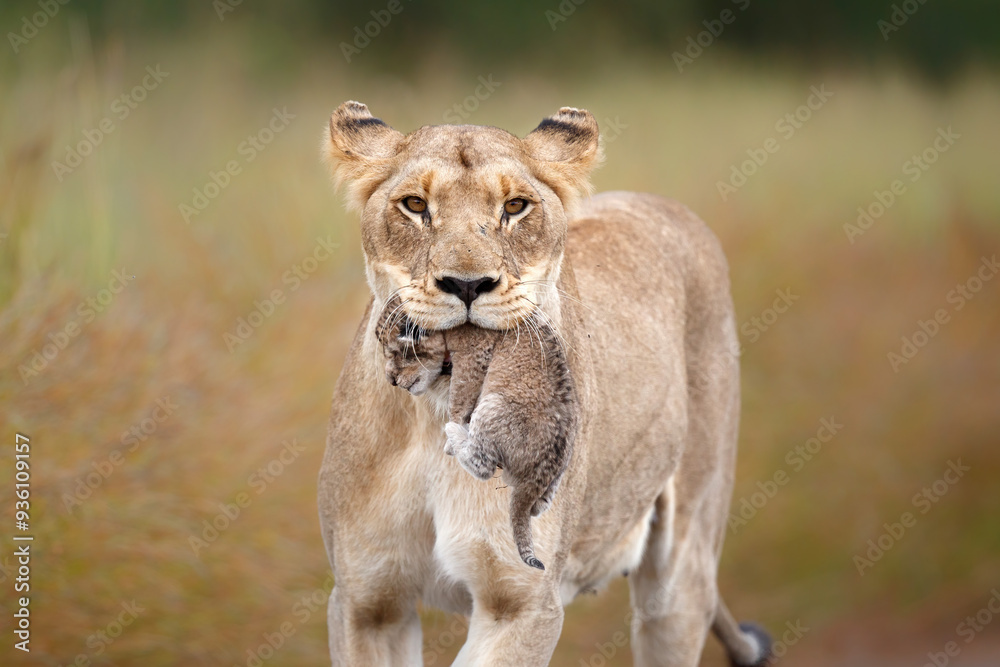 Lioness (Panthera leo) mother walking while carrying her newborn cub in her mouth, Kruger National Park, Mpumalanga, South Africa Lioness (Panthera leo) mother walking while carrying her newborn cub in her mouth, Kruger National Park, Mpumalanga, South Africa