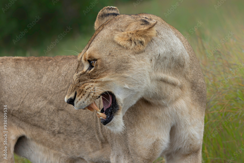 Fototapeta premium Aggressive Lioness portrait in the Kruger National Park in the green season in South Africa