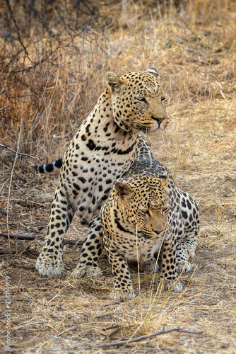 Breeding pair of leopards, couple of male and female leopards mating in Namibia, Africa