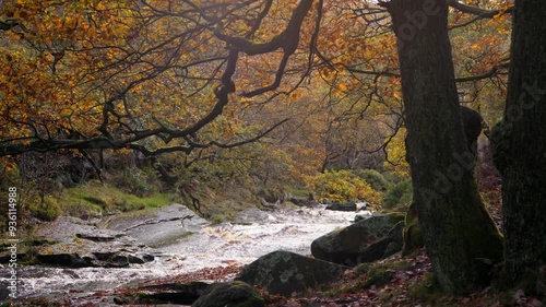 A peaceful and relaxing autumn-winter woodland, with a gentle stream, golden oaks, and fallen leaves adorning the landscape.