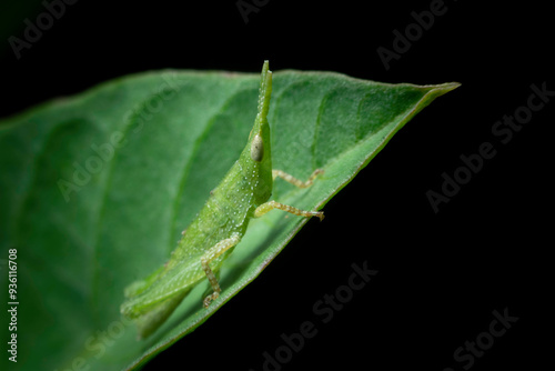 Little green grasshopper in the field