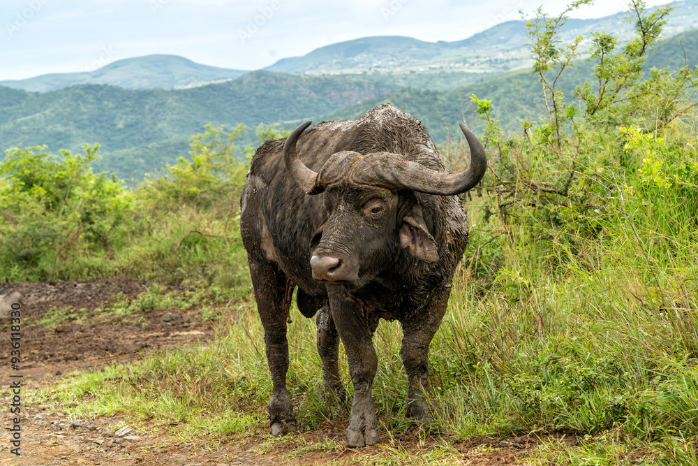 Obraz premium Old Affrican Buffalo (Syncerus caffer) bull walking after a mud bath in Hluhluwe Imfolozi National Park in South Africa