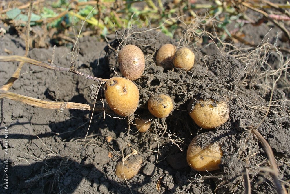 Potato harvest in the garden, natural background. Potato harvest in the garden, natural background.