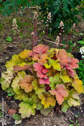 Flowering bush of Heuchera variety Caramel with multi-colored foliage - a charming perennial ornamental plant for landscaping a garden or park. Color of leaves changes