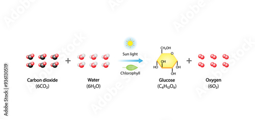 Photosynthesis process, photosynthesis equation formula, Biology Education. Calvin cycle. Vector illustration.	
