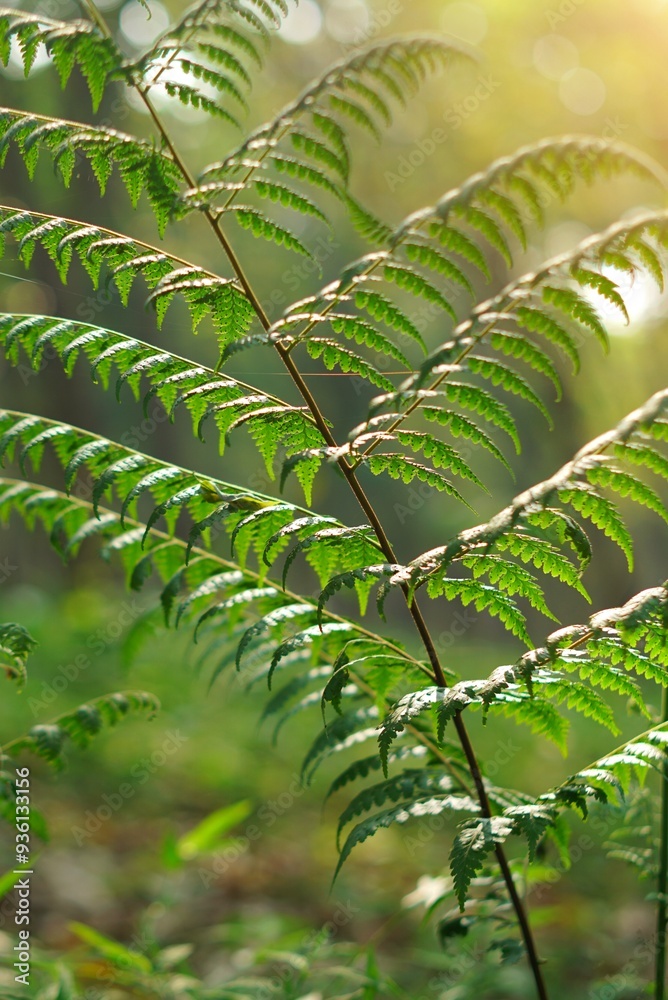Fern leaves in the green forest with blurred background. Fern leaves in the green forest with blurred background.