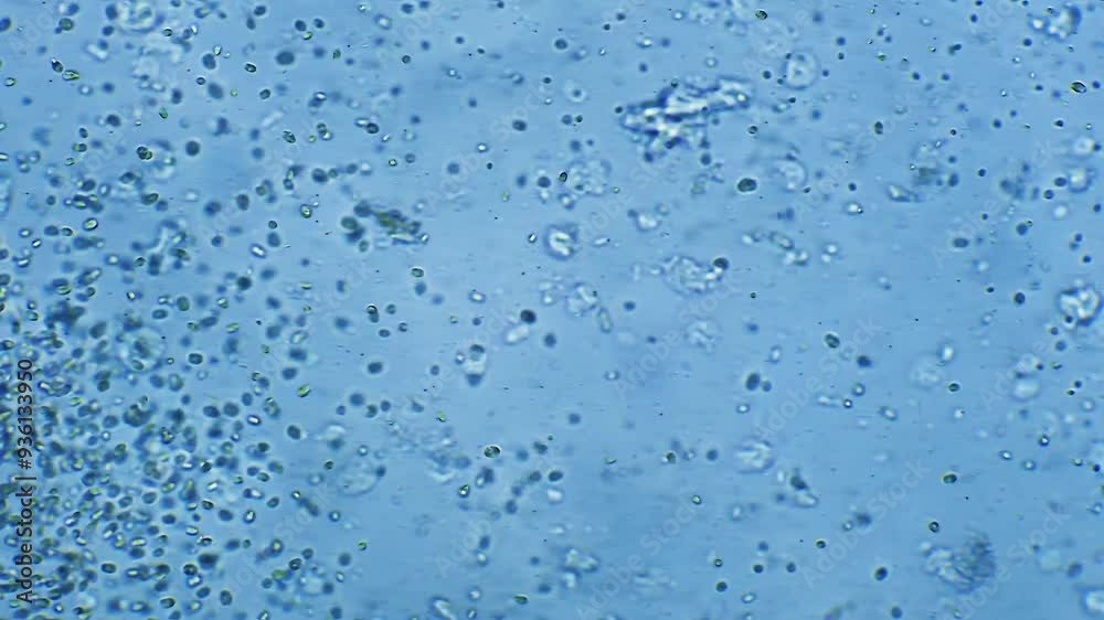 Colony of bacteria floating in water Colony of bacteria floating in water