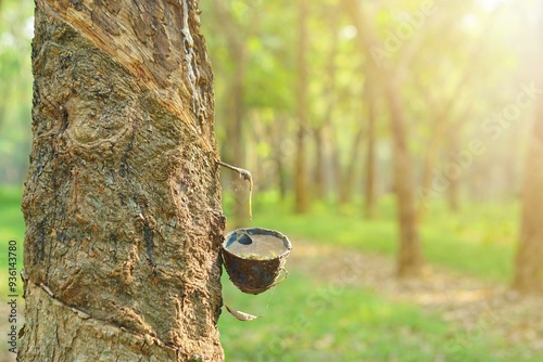 Close up bowlful of Natural rubber latex trapped from rubber tree. Rubber plantation for industrial rubber. 