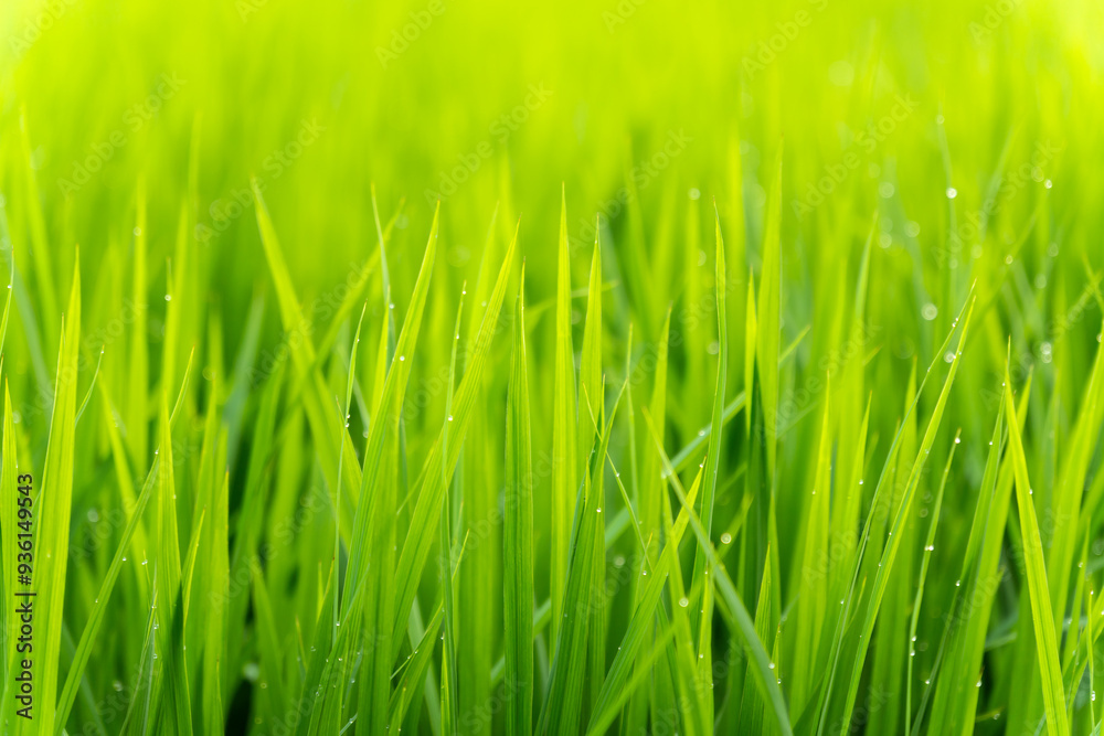 green grass background green grass background