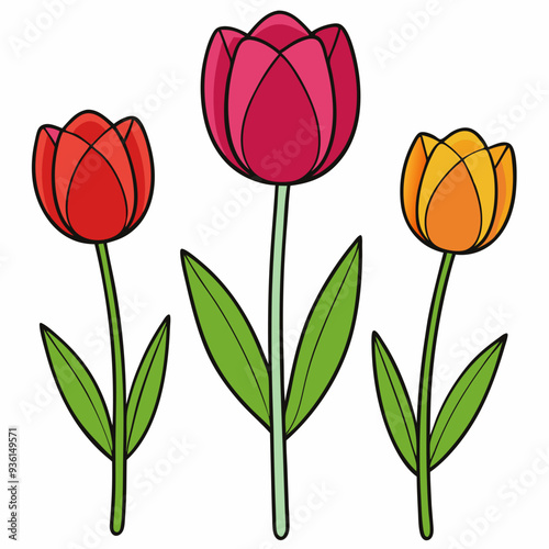 Colorful Tulip Flower Vector Illustrations