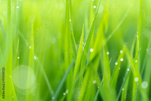 green grass with dew drops