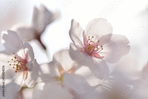 Close-up cherry blossoms in Japan / 桜のクローズアップ 日本