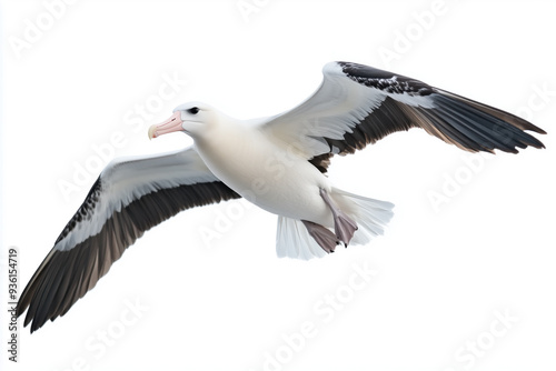 An lone albatross in flight against a white background