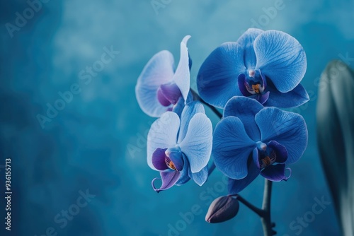 Pantone Color Of The Year 2024. Classic Blue Orchid Flower in Stylish Fashion Collection