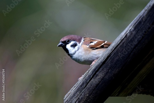 Ein Sperling in Nahaufnahme sitzt auf dem Dach eines Vogelhauses photo