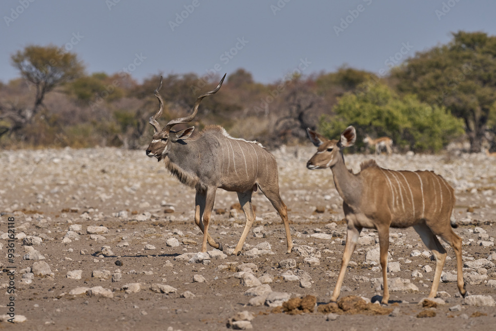 Greater Kudu (Tragelaphus strepsiceros) at a waterhole in Etosha National Park, Namibia Greater Kudu (Tragelaphus strepsiceros) at a waterhole in Etosha National Park, Namibia