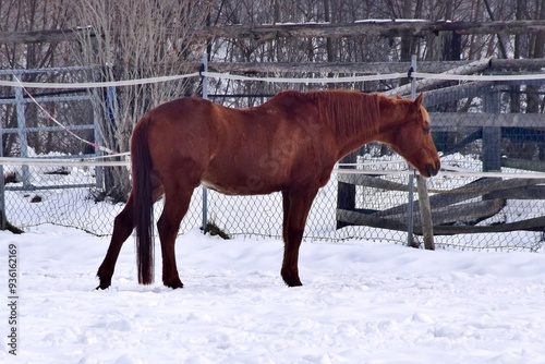 Ein braunes Pferd im Schnee (Nahaufnahme)