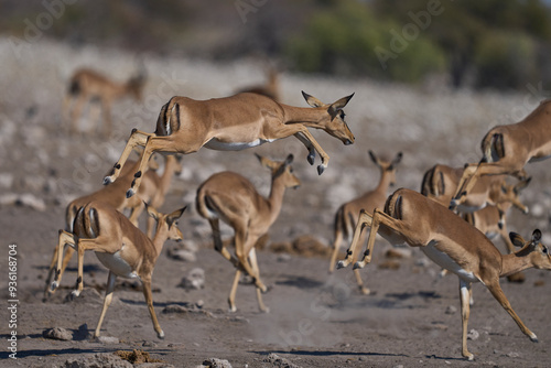 Black-faced Impala (Aepyceros melampus petersi) leaping after getting spooked at a waterhole in Etosha National Park, Namibia 