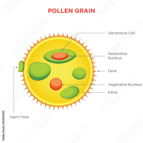 Pollen Grain Tiny Particles Crucial for Plant Reproduction and Pollination