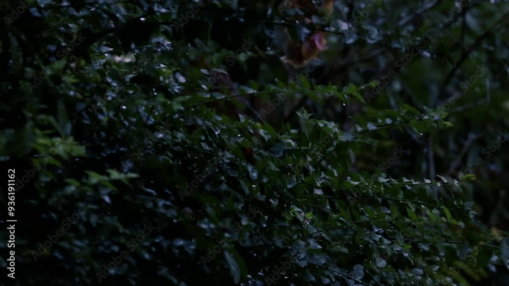 Rain in the forest. Rain drop on leaf trees, light Rain Falling On Tree Leaves, soft rain Rain in the forest. Rain drop on leaf trees, light Rain Falling On Tree Leaves, soft rain