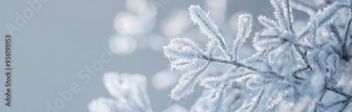 Aeseweed plants covered with icicles on a snowy background. Free space for text. Selective focus. Shallow depth of field.