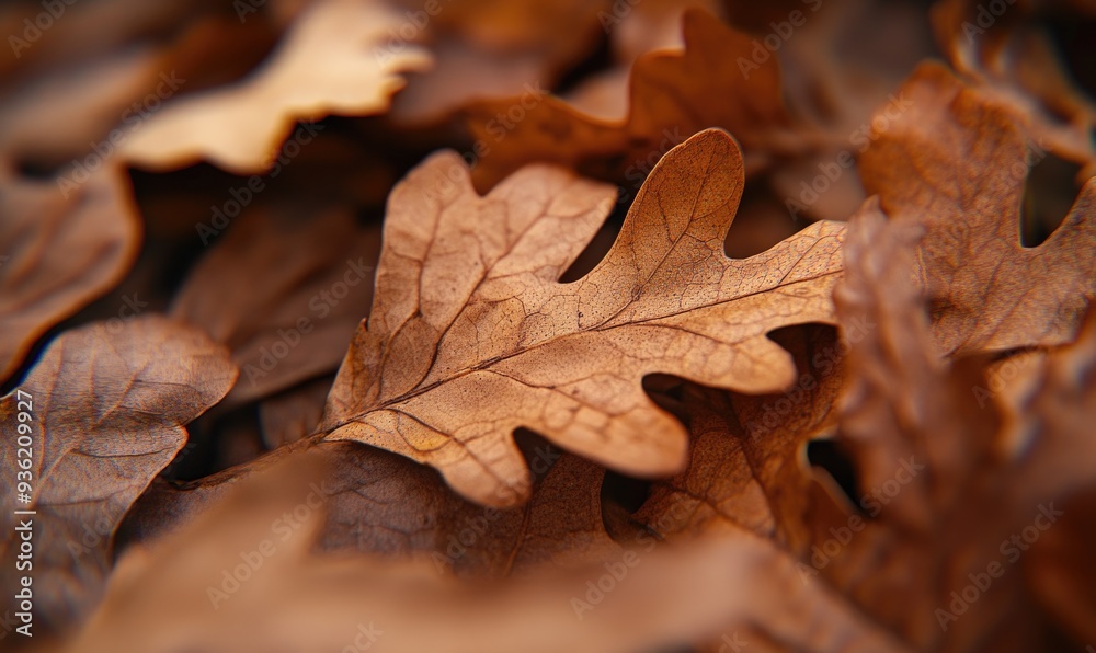 Fallen autumn leave closeup, autumn nature background Fallen autumn leave closeup, autumn nature background