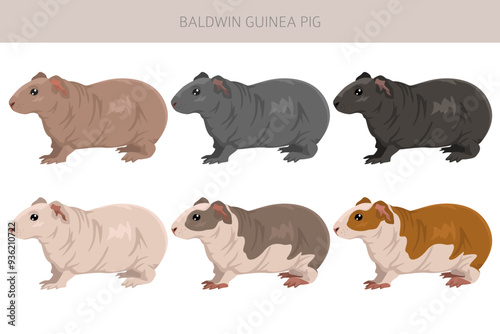 Baldwin hairless Guinea pig clipart. All coat colors cavies set. Small Pet Rodents. Vector illustration