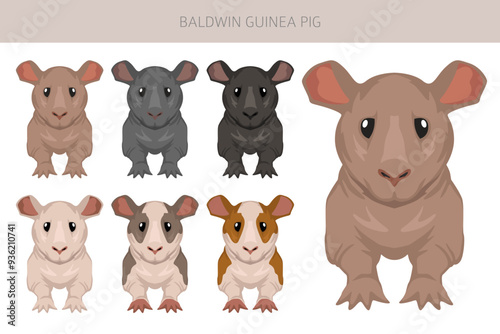 Baldwin hairless Guinea pig clipart. All coat colors cavies set. Small Pet Rodents. Vector illustration