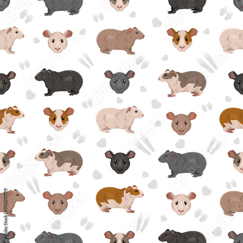 Baldwin hairless Guinea pig clipart. All coat colors cavies set. Small Pet Rodents. Vector illustration