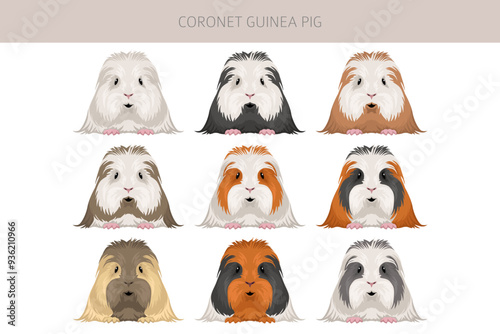 Coronet Guinea pig clipart. All coat colors cavies set. Small Pet Rodents. Vector illustration