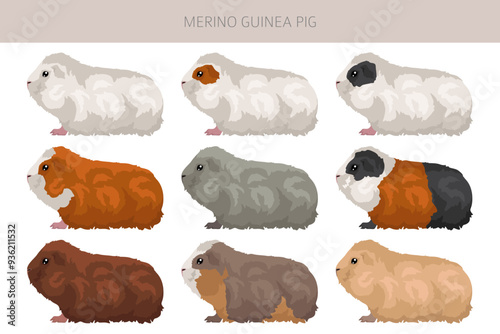 Canvas Print Merino Guinea pig clipart