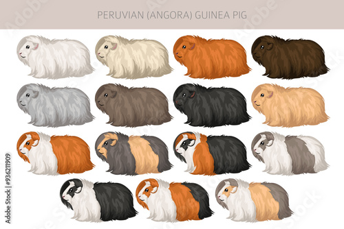 Peruvian Guinea pig, Angora Cavy clipart. All coat colors cavies set. Small Pet Rodents. Vector illustration