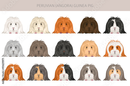 Peruvian Guinea pig, Angora Cavy clipart. All coat colors cavies set. Small Pet Rodents. Vector illustration