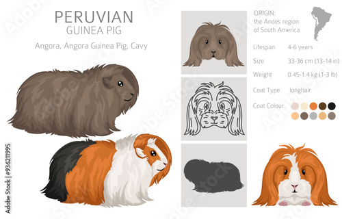 Peruvian Guinea pig, Angora Cavy clipart. All coat colors cavies set. Small Pet Rodents. Vector illustration