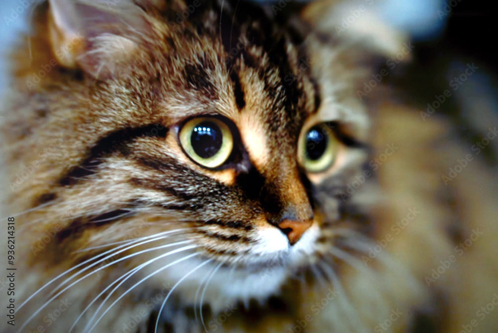 portrait of a young beautiful cat portrait of a young beautiful cat