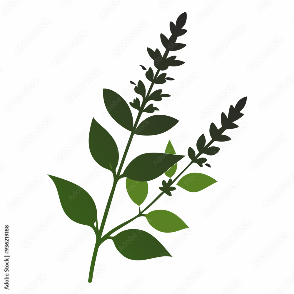Fototapeta premium Salvia Black silhouette