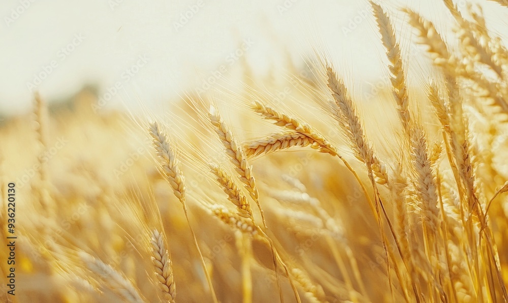Fototapeta premium Serene wheat field, golden stalks, gentle wind